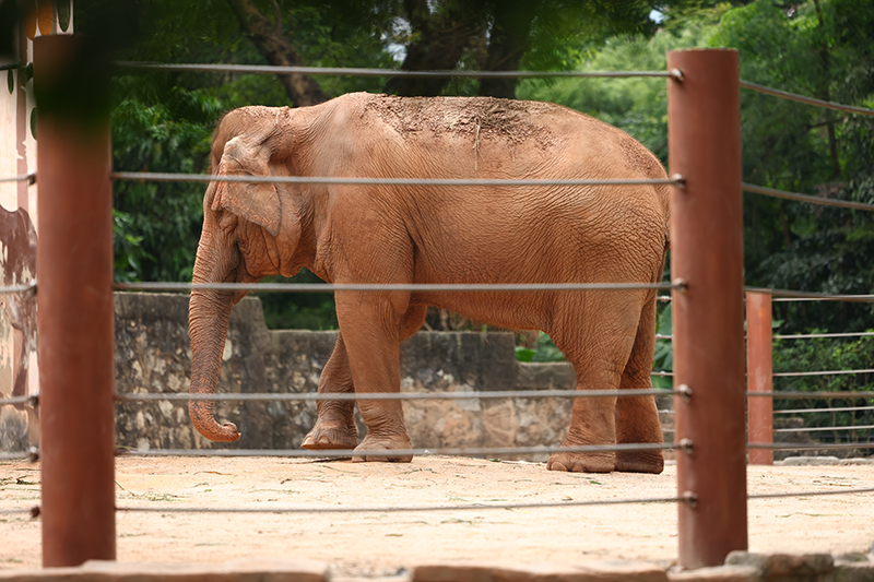 象馆是目前广州动物园所有场馆中最大的一个